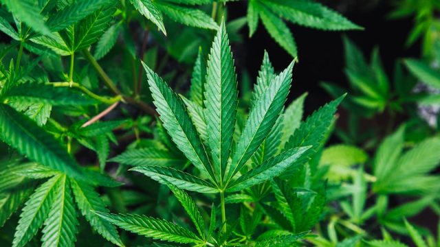 Hemp Farmers Face Uncertain Future as November Deadline Approaches