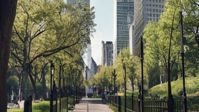 Central Park's Safety Debate: Union Advocates for New Hitching Posts